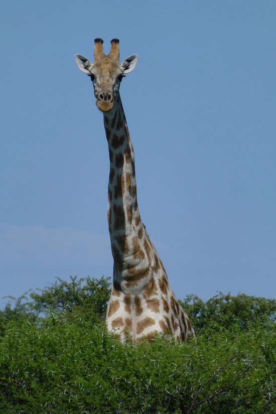 Giraffe Tariff