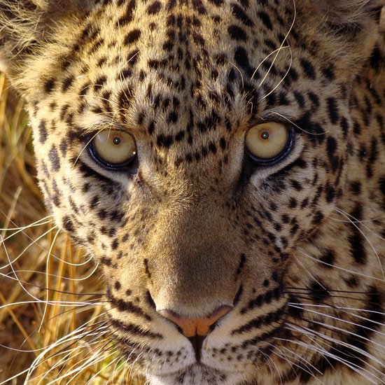 Leopard curiosity