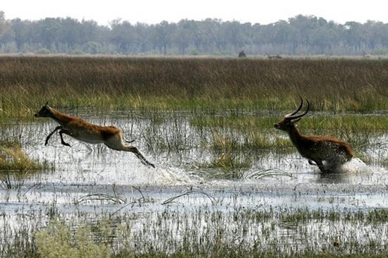 Water loving Antelope / Lechwe