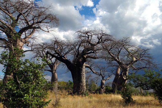 Mighty Baobabs